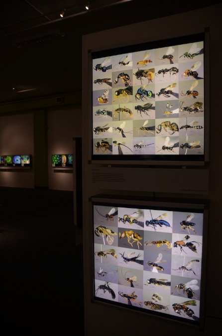 Wasp_exhibition__DSC3411